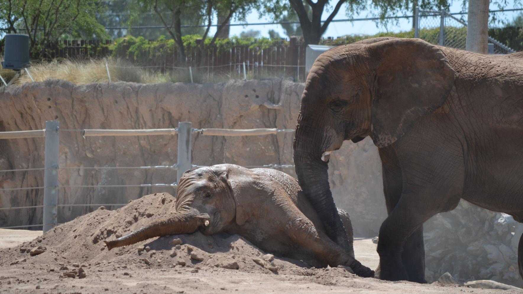 Photos: Reid Park Zoo's beloved elephant Punga dies
